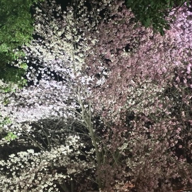 桜さくら〜♫