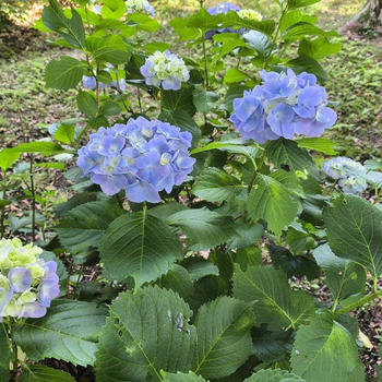 旦那さま、金曜日まで出張、母が来てくれます(⋈◍＞◡＜◍)。✧♡