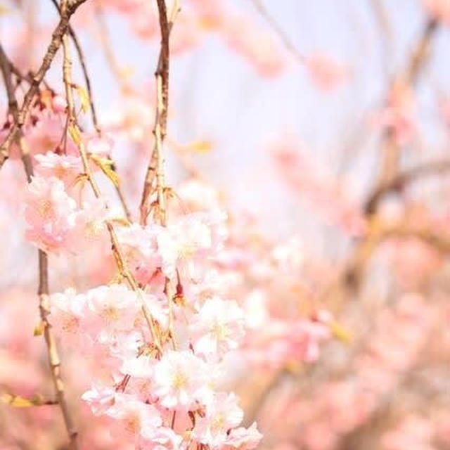 新発田城の桜祭りでインダスの屋台でランチ