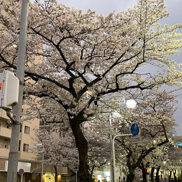 桜のある風景