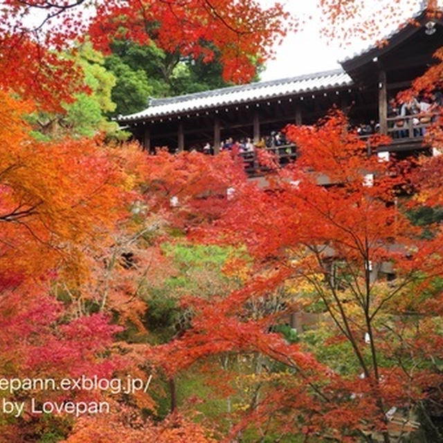 東福寺彩る紅葉