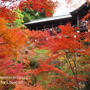 東福寺彩る紅葉