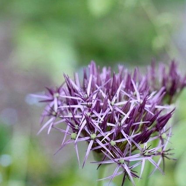 【菜園】 夏野菜の定植 / 週末の様子