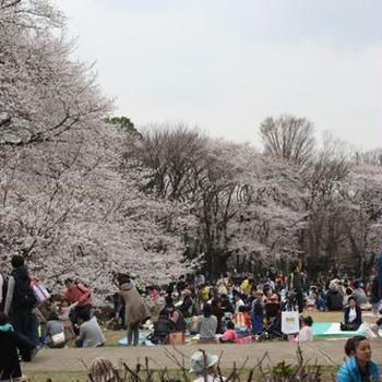 お花見2013