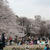 お花見2013