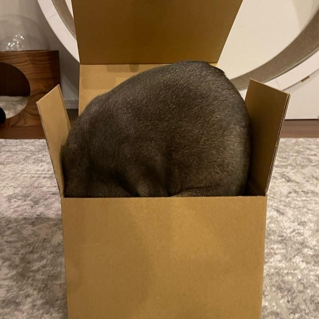 小さすぎる箱と坊