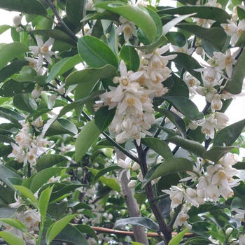 おびただしい数(^▽^;)・・・ブルーベリー、柚子、枇杷♪