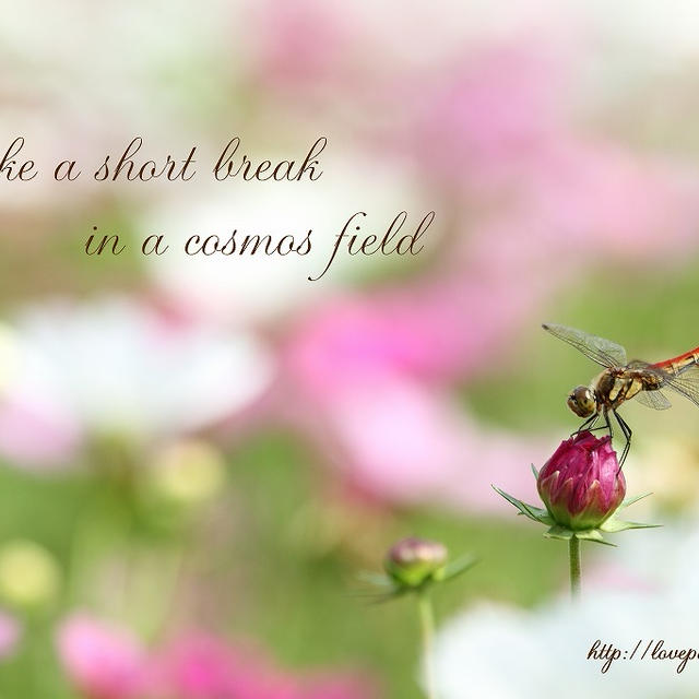 Take a short break in a cosmos field