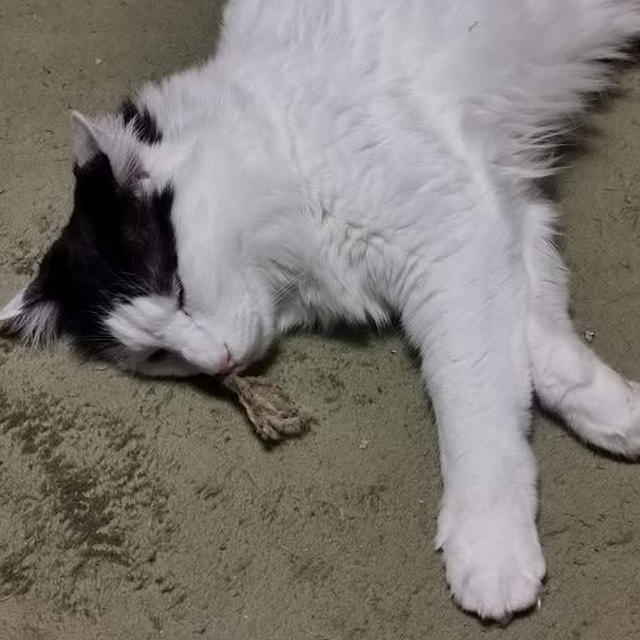鼻から生える（笑）