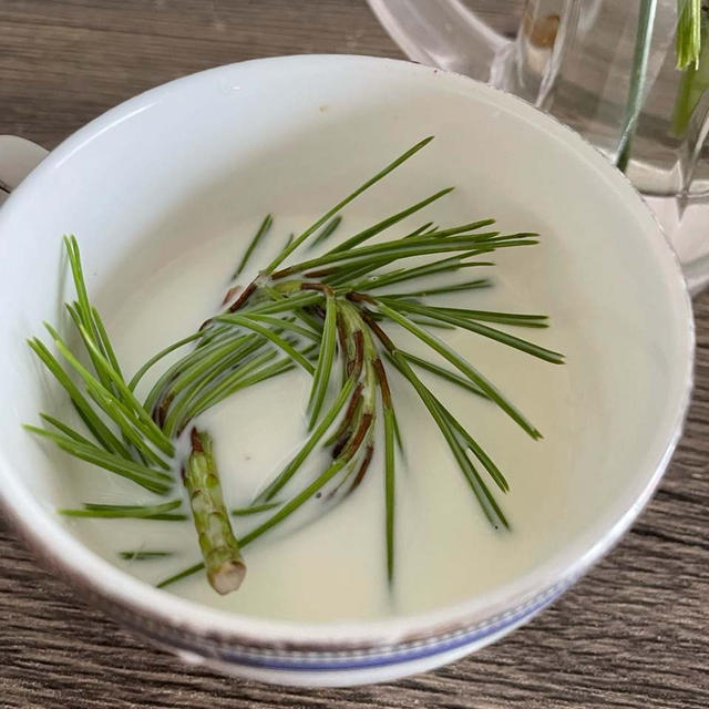松葉でヨーグルトつくり