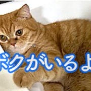 たまにはな〜んにも考えず、ただただ癒されたい・・・