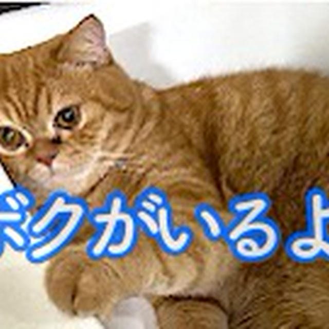 たまにはな〜んにも考えず、ただただ癒されたい・・・