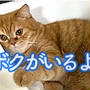 たまにはな〜んにも考えず、ただただ癒されたい・・・