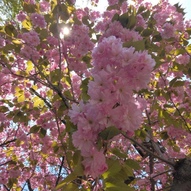 お花見散歩⑤⑥