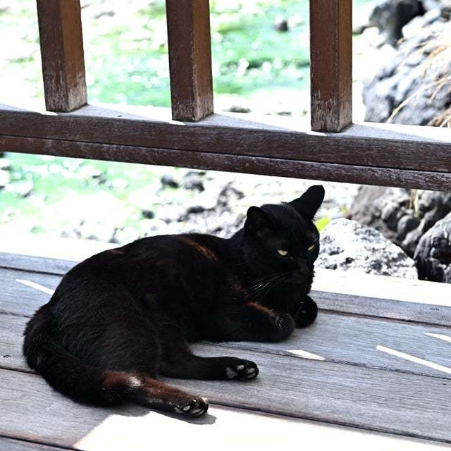 草津・水上温泉を巡る群馬家族旅行７／晴の湯畑と黒猫 〜2021〜