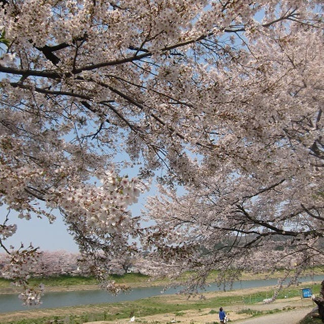 大河原の一目千本桜