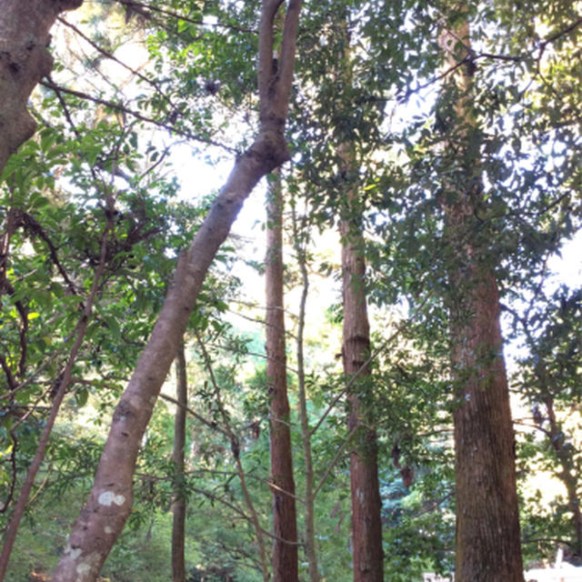 超混み年末伊勢参宮