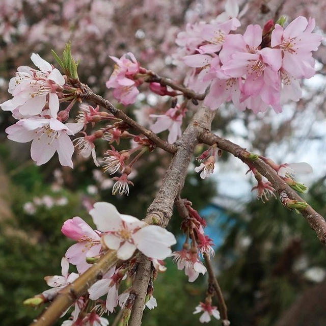 お散歩＊枝垂れ桜