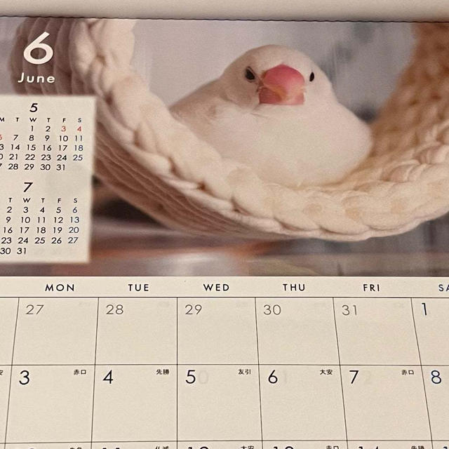 キャンドゥで文鳥まつり♪