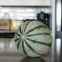 Bonsai MelonBONSAIメロン