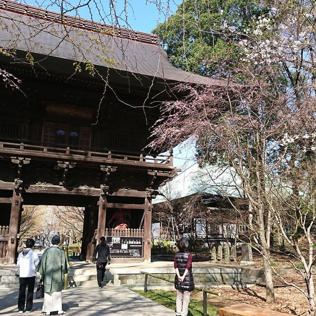 桜とお寺と朝の空気