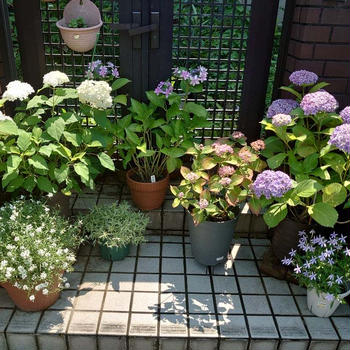 玄関の花