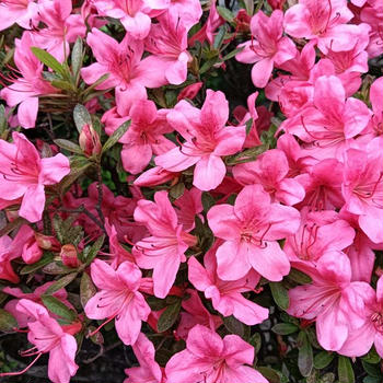 腰部脊柱管狭窄症〜タリージェ錠24日目
