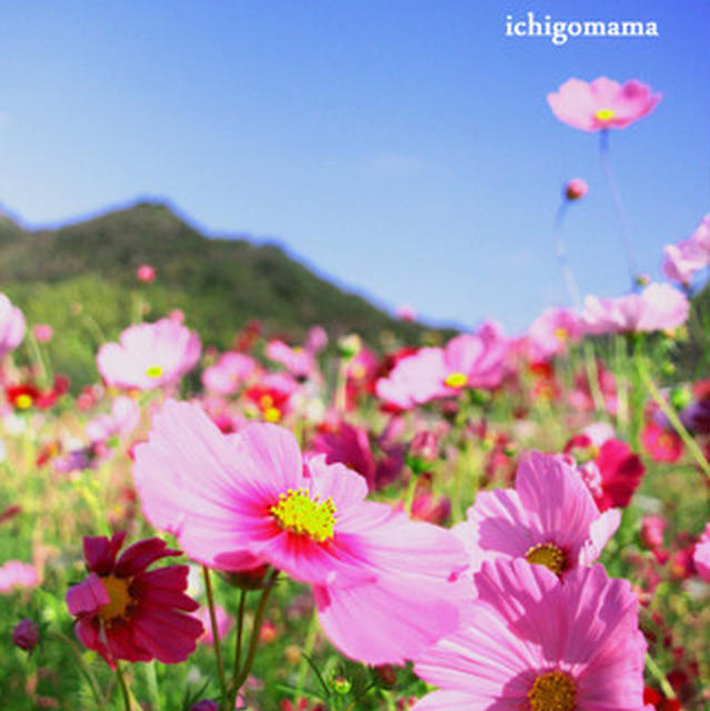 秋桜～2013～切ない感じがええやないの！！ver