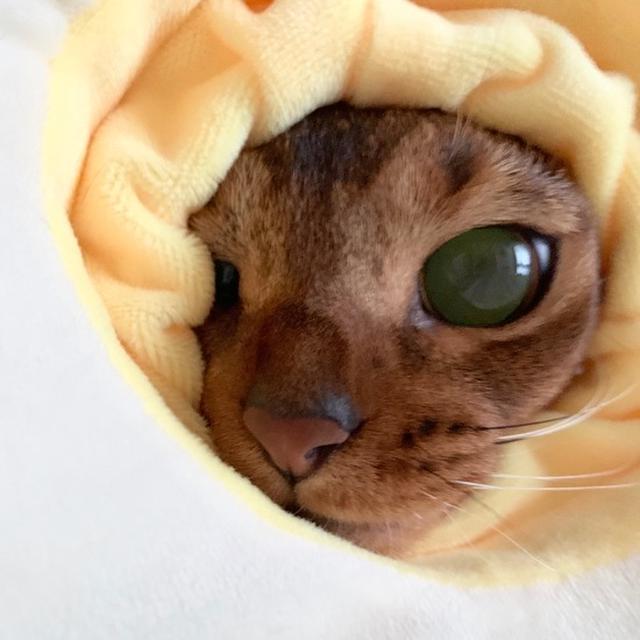自らアボカドになっちゃうりす子(*´ω`*)