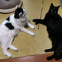  #世界猫の日 とカルディの #ネコバッグ