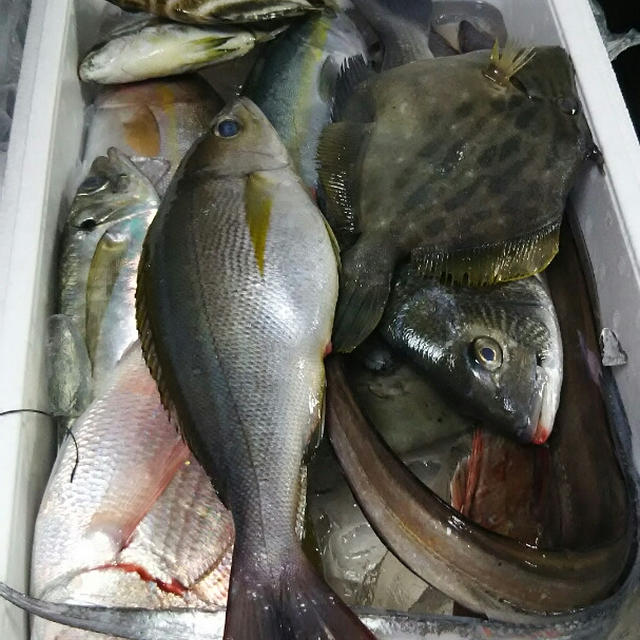 相模湾の魚と夫料理