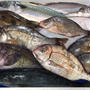 ONAGAWADAYSで女川の鮮魚を送ってもらった結果！