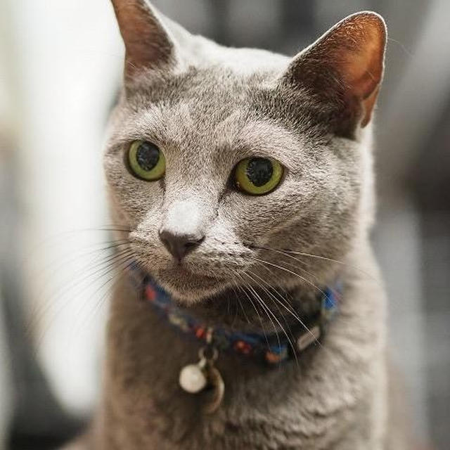 【小梅・さくら・桃之介通信】カメラと猫