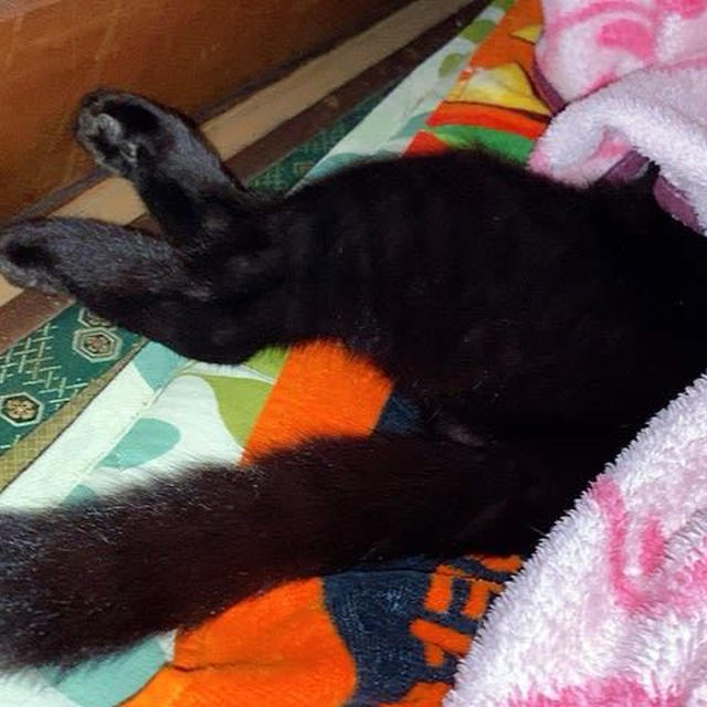 ありがた迷惑！？ ジャックの手厚い看病