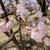 桜の季節です＼(^o^)／朝活してきました♪