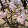 桜の季節です＼(^o^)／朝活してきました♪