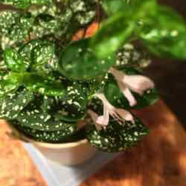 開花に感激＾＾