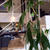 一宮市 CAFEbanyantree