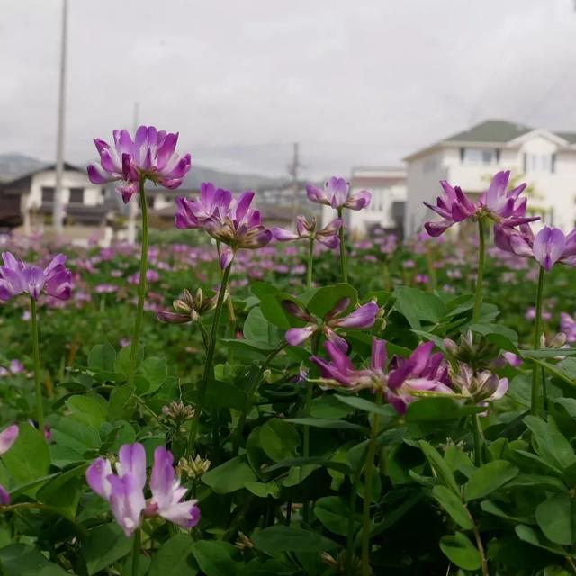 一面のレンゲソウ