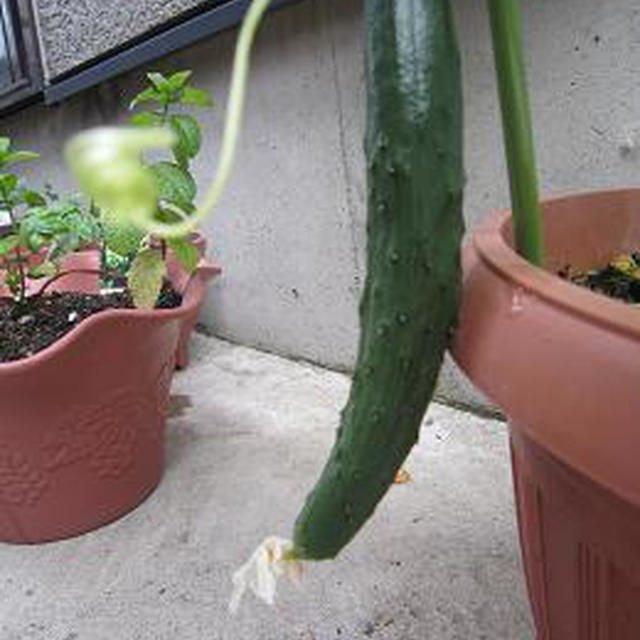 小さな小さな家庭菜園