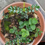 謎の植物が生えている...その後とサボテンのその後