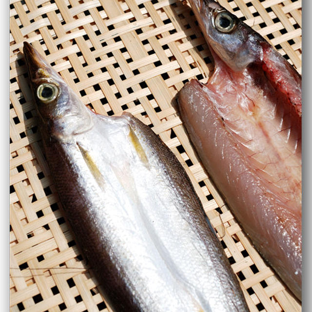 かますを干す！　〜自家製の梭子魚干し〜