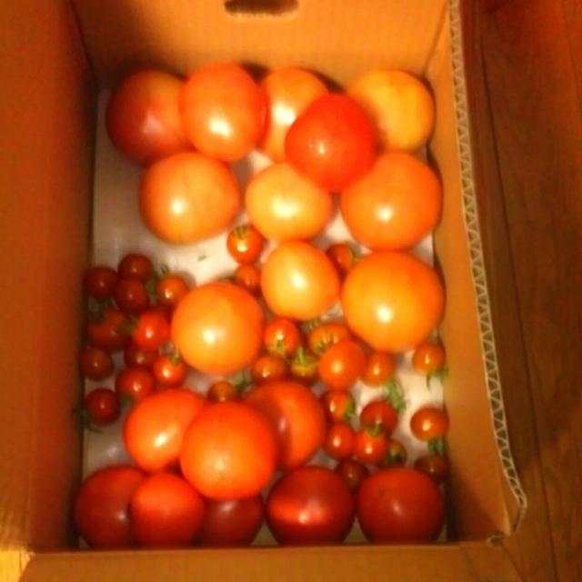 【かけトマ】レシピ　みんな野菜は大事ってわかっているんですよね♪