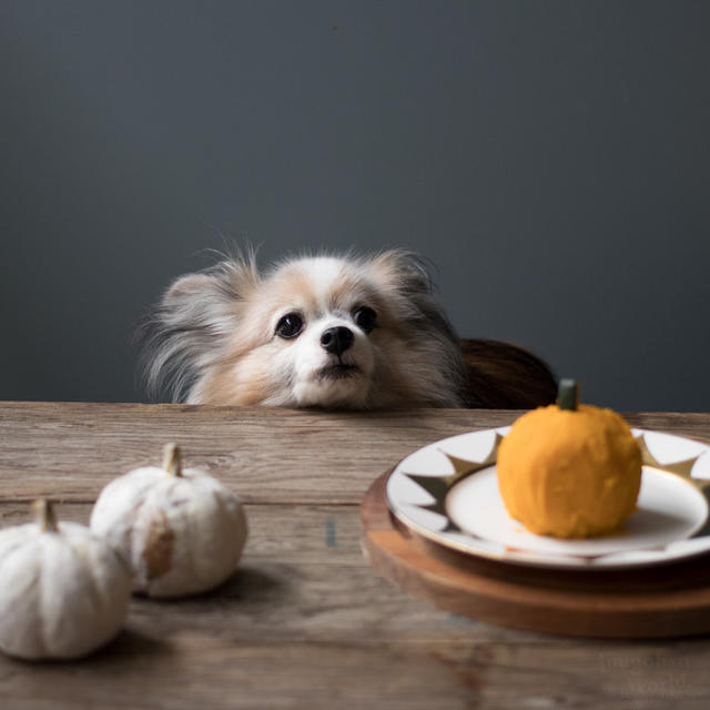 ■犬用ハンバーグをかぼちゃで包み隠してみる。
