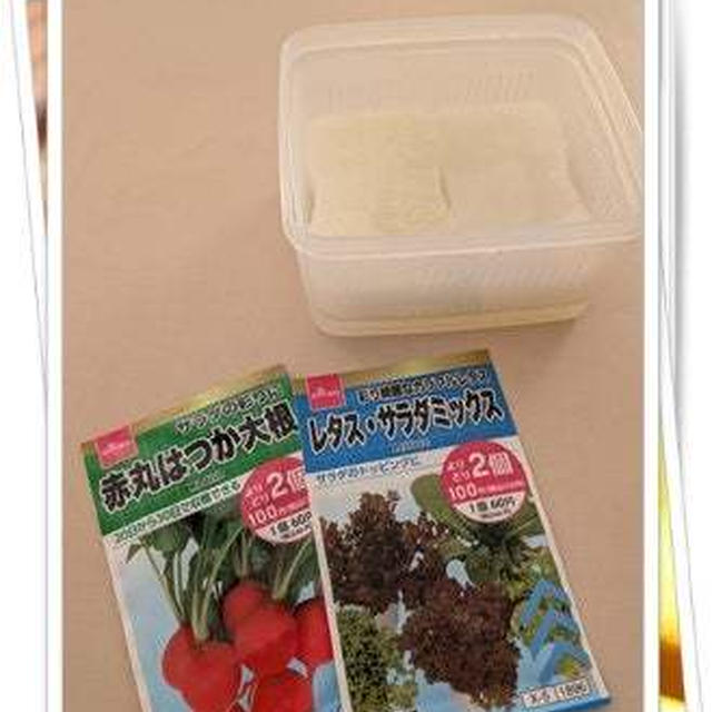 野菜の種をまきました！