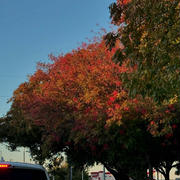 テキサス州ダラスの小さな紅葉