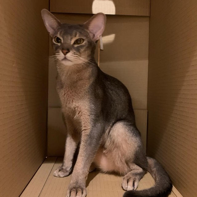 ねこホイホイ