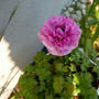 最近撮った写真はアネモネシフォンダブル#ameba写真部