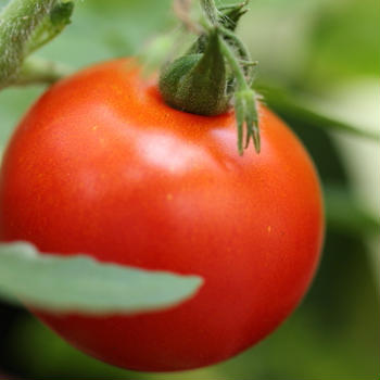 トマトを育てたら悲しくなった話。それと近況報告。