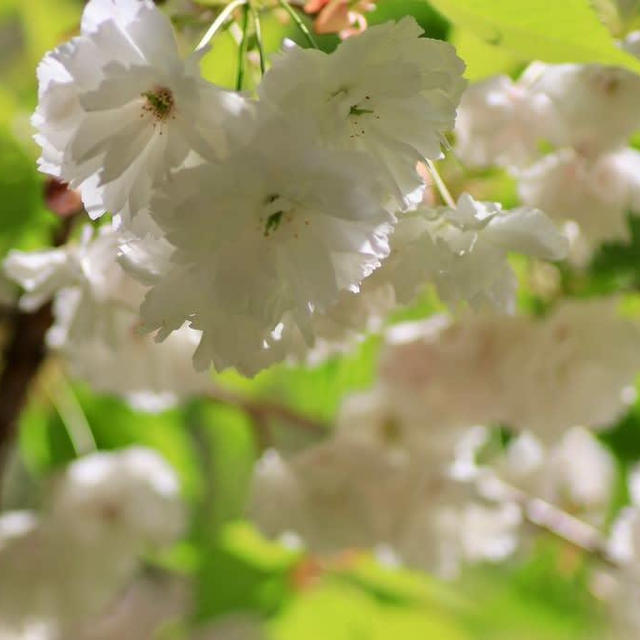 新発田市大峰山と桜公園の桜